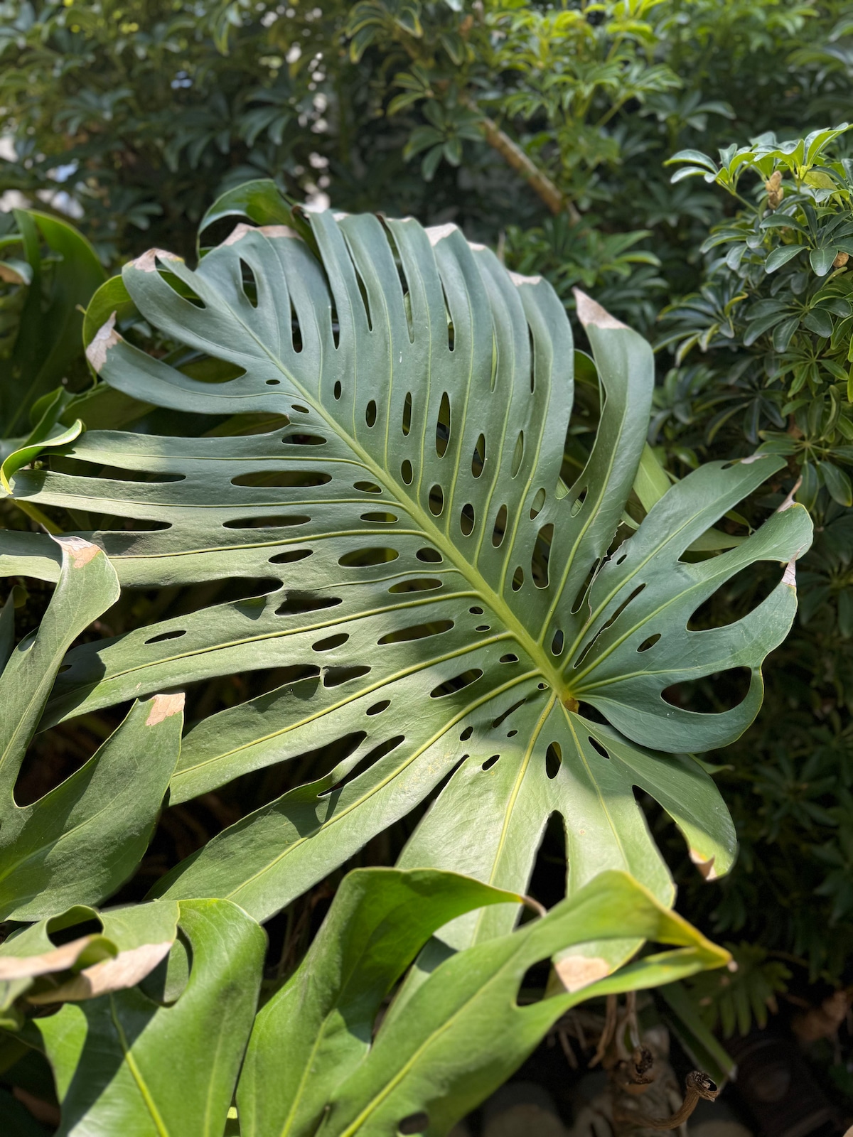 A monstera leaf in the garden