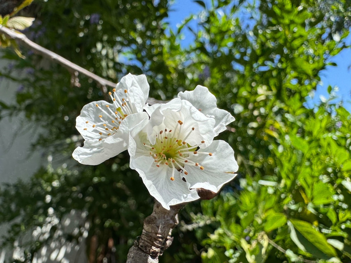 Fruit tree blossoms in spring