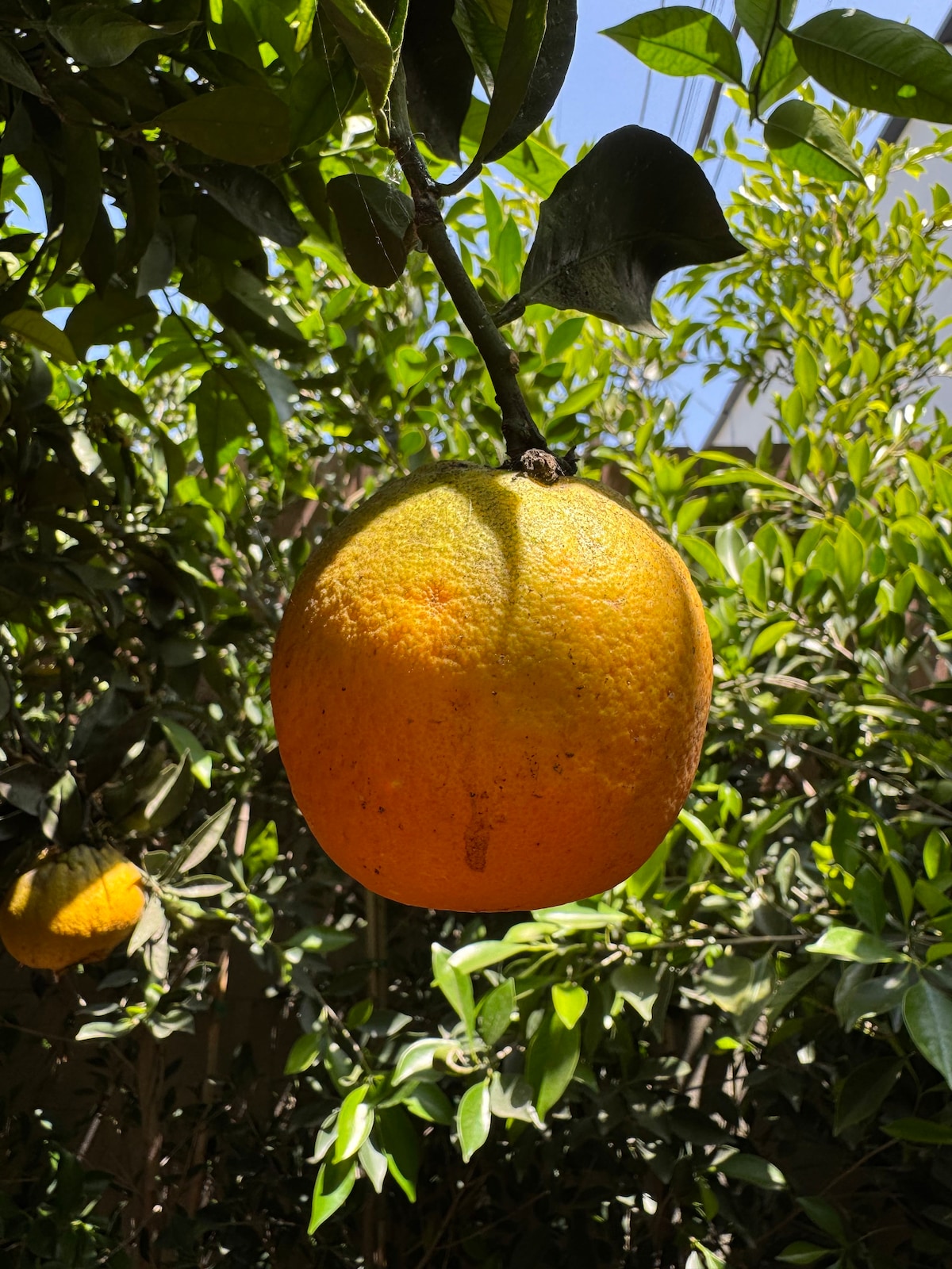A ripe orange hanging in the backyard tree