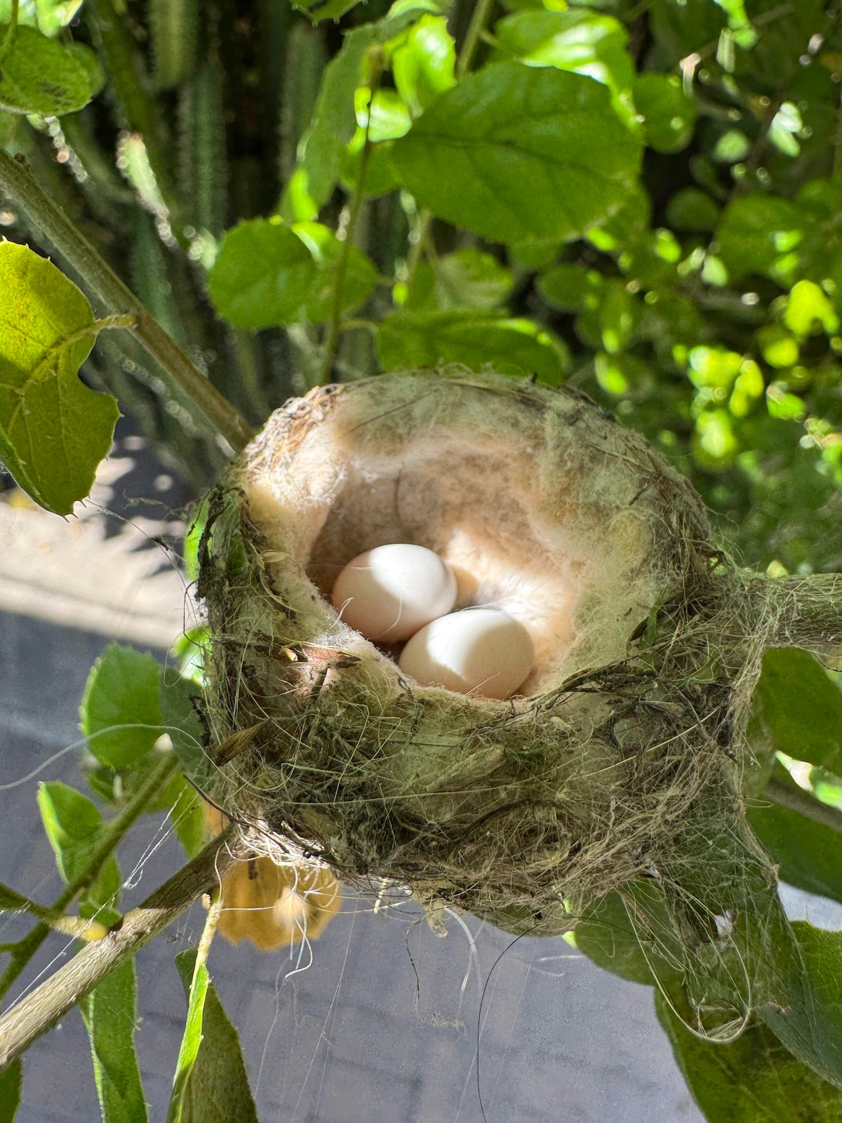 A hummingbird nest with two eggs in the backyard