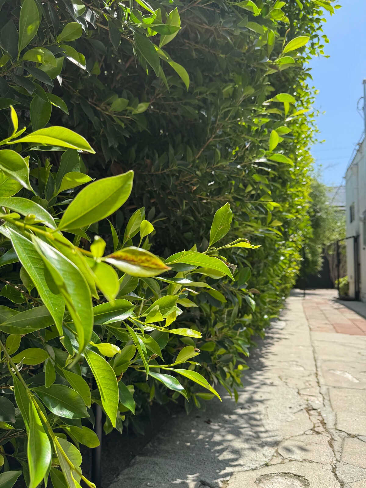 The tall green hedge that wraps the backyard