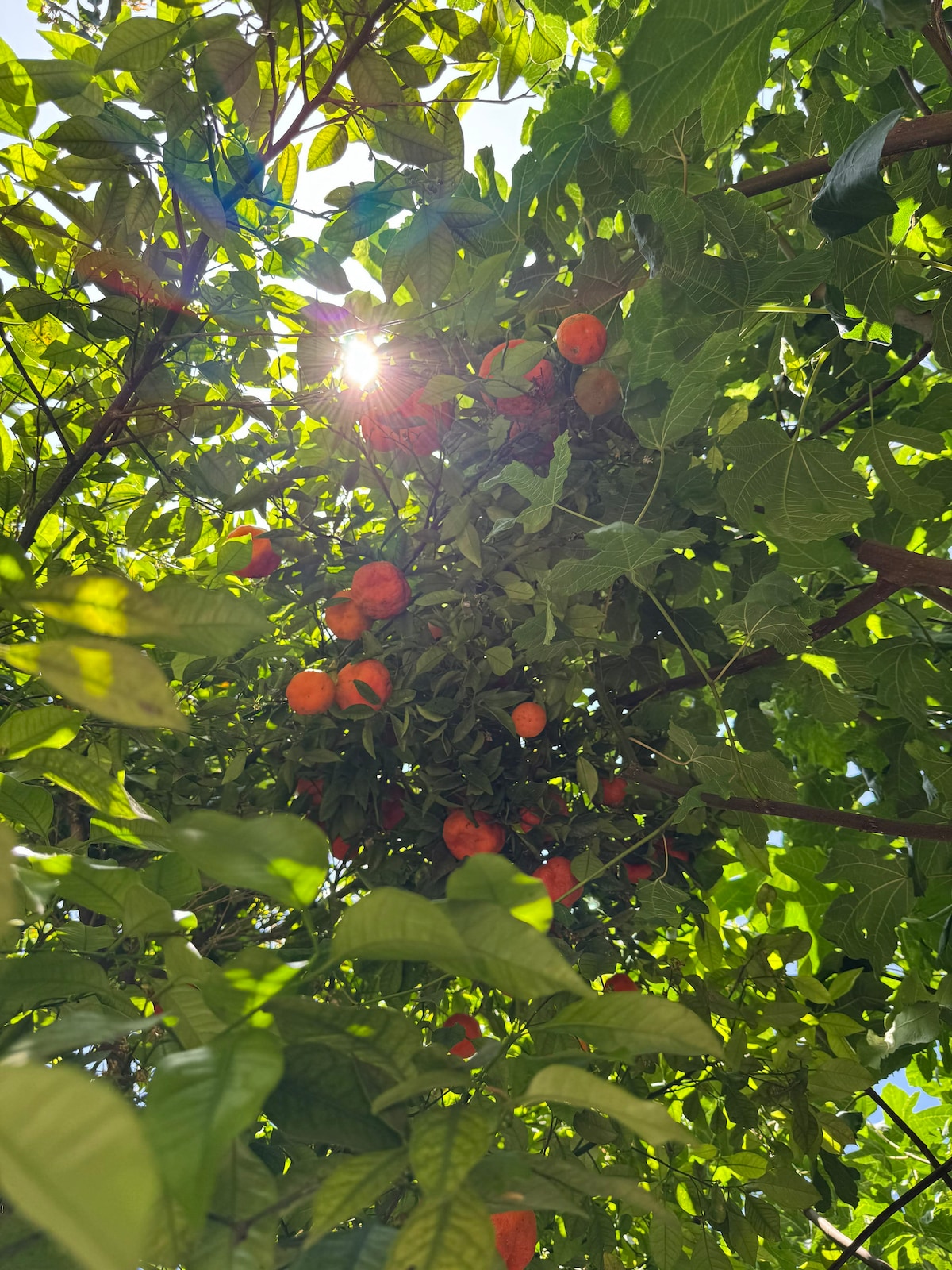 Sunlight through a fruit tree heavy with ripe fruit