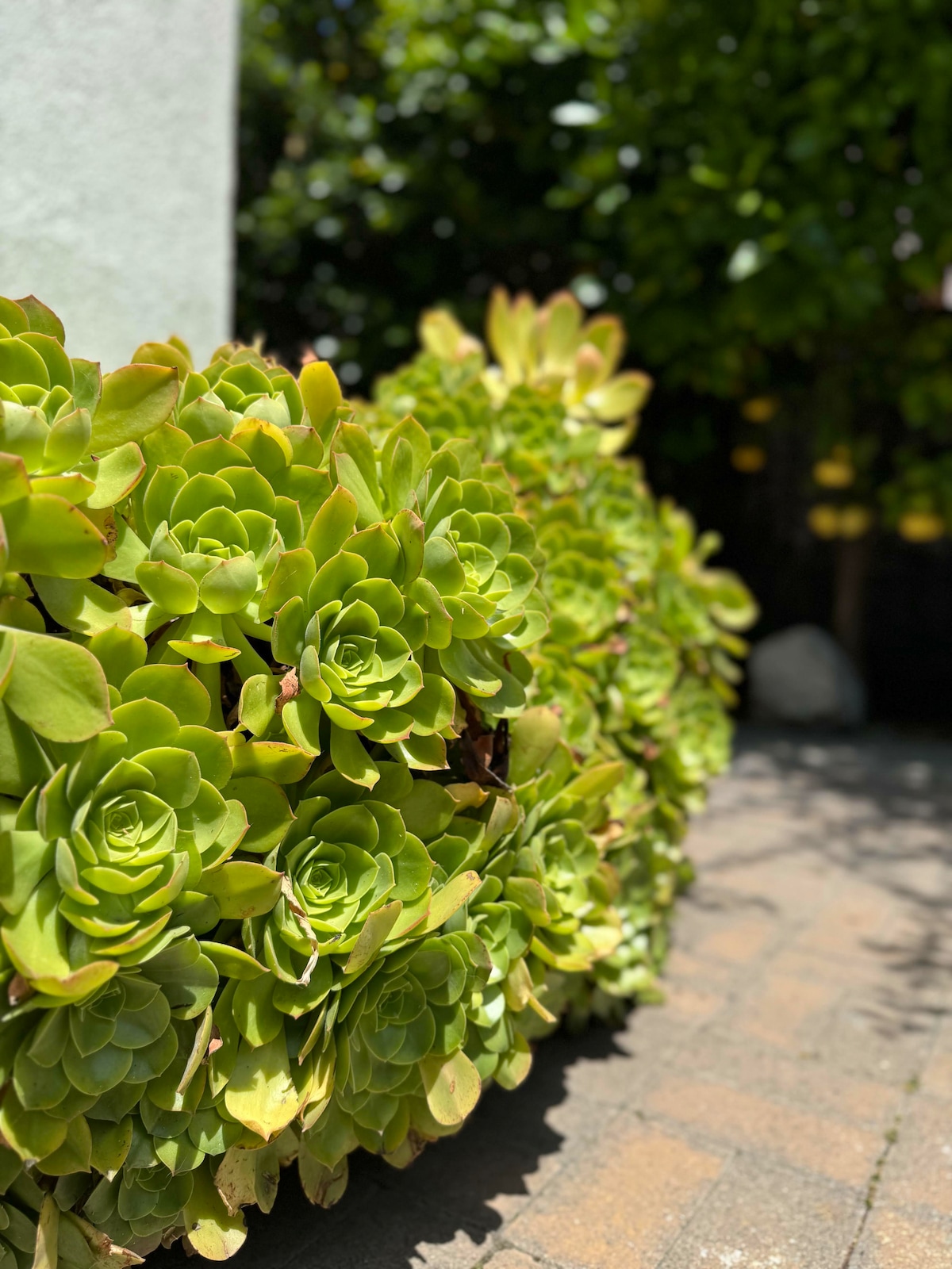 Succulents lining the backyard path